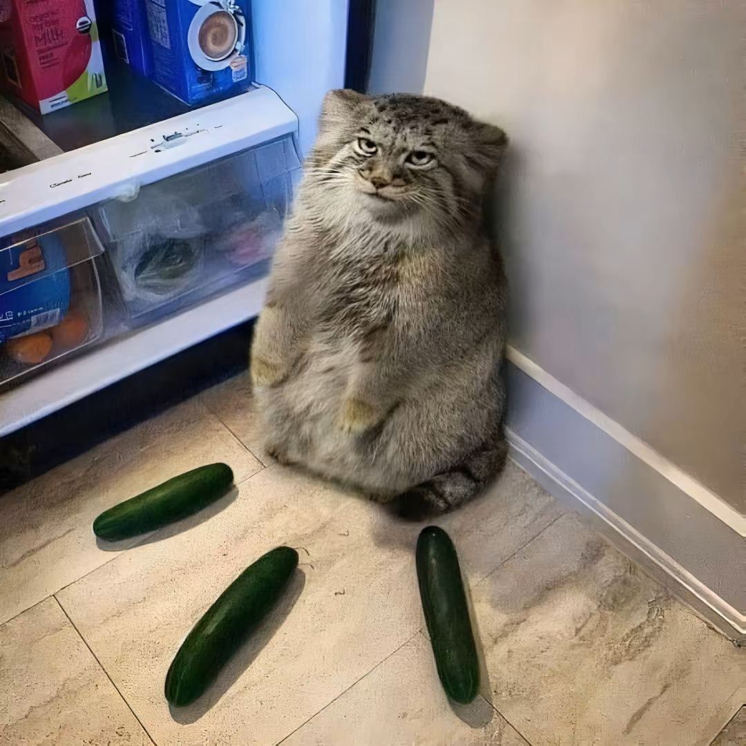 KekonaToR_