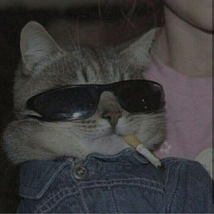 rox1nol avatar