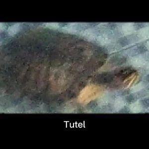 tutel