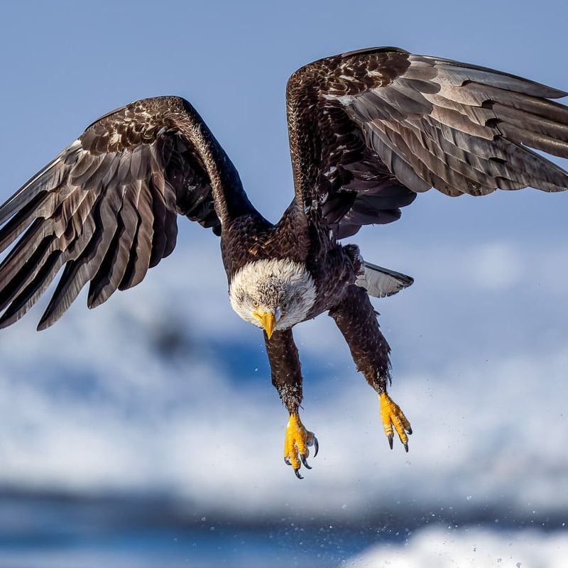 DinhoCS
