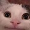 Cat_Noises