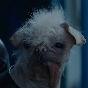 dogpool FACEIT avatar