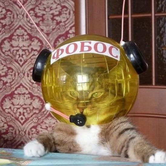Phobozzi