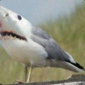 skinamsite avatar