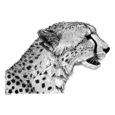 Cheetah5 avatar