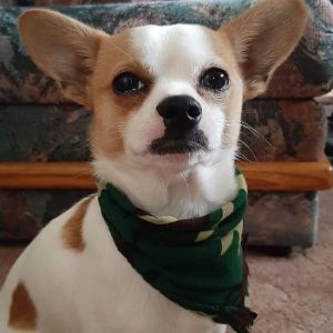 Chico_v2