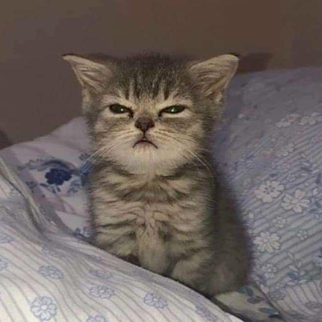 -Nekooo- avatar