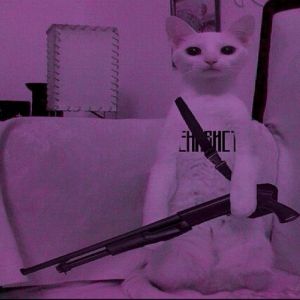 sh8y-