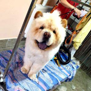 ChowChow13 avatar