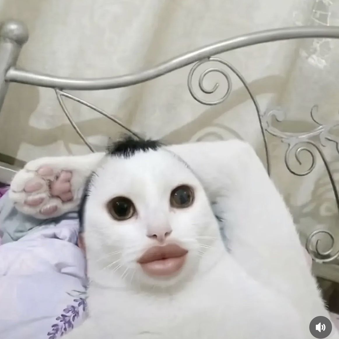 g0bek