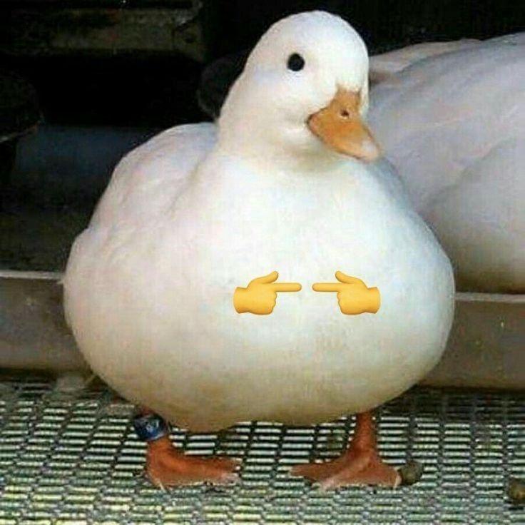 weeduck