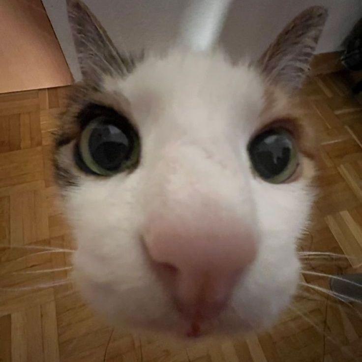 kanode avatar