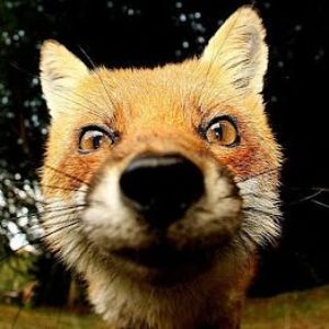 foxymous
