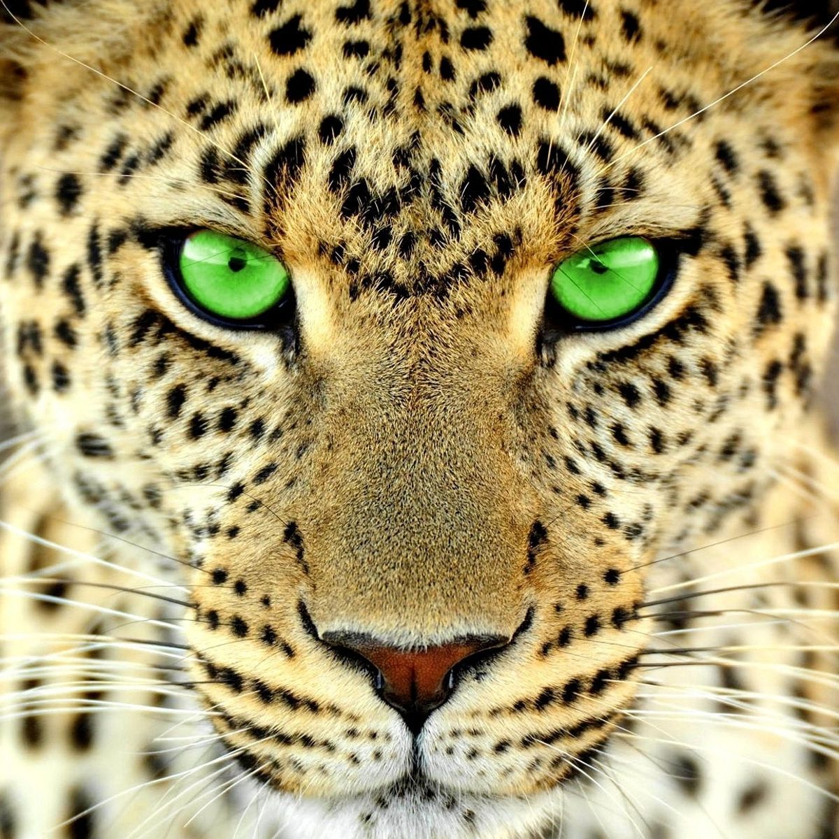 team_Kess1_1