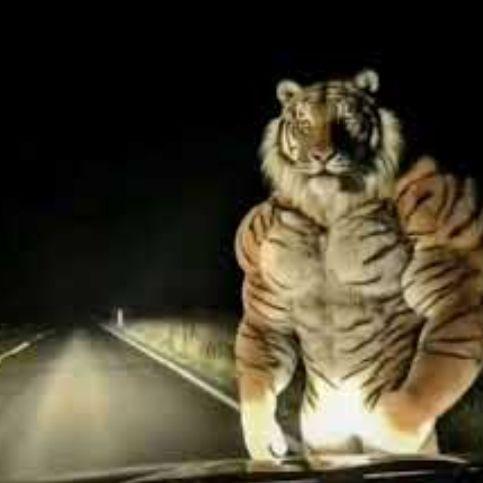 Tigr3322 avatar