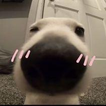 huongcute avatar