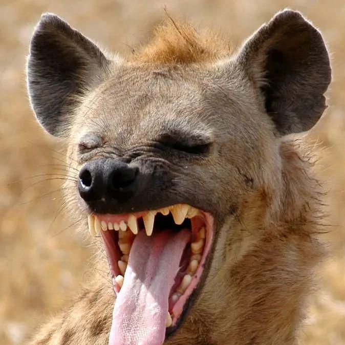Player hyena avatar