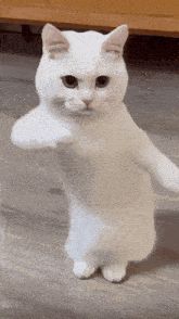 MallowSkat avatar