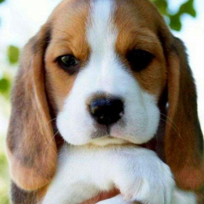 pudgeabuze3 avatar