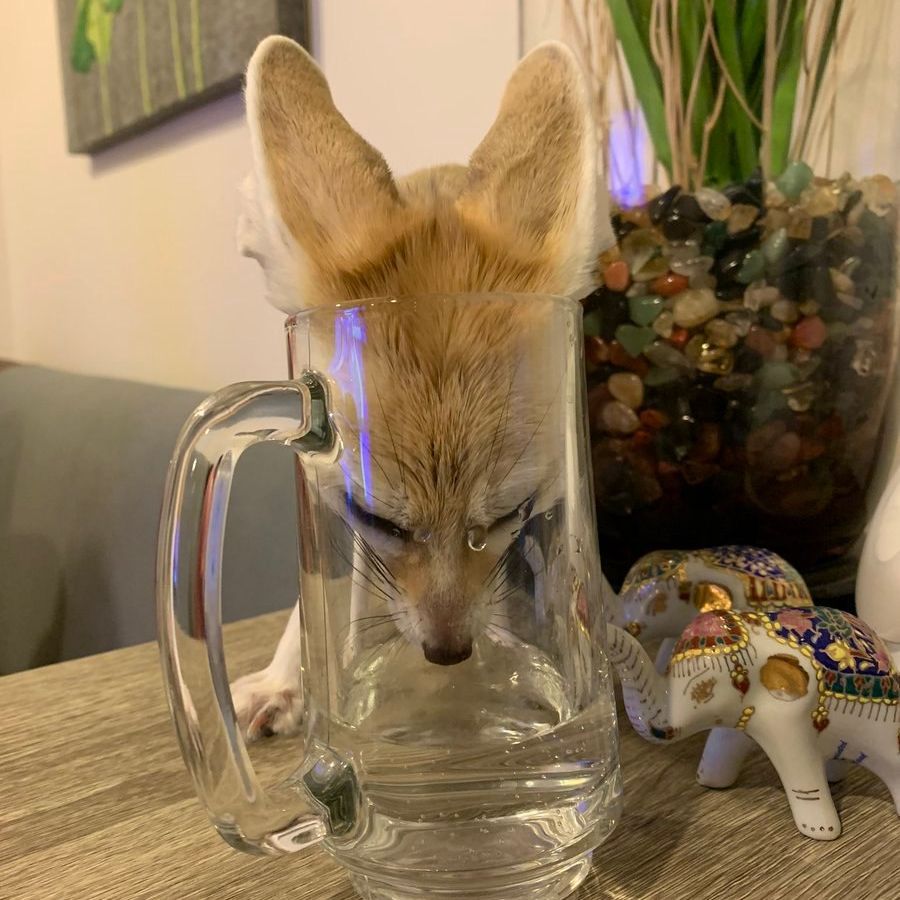 Ghost-Fox