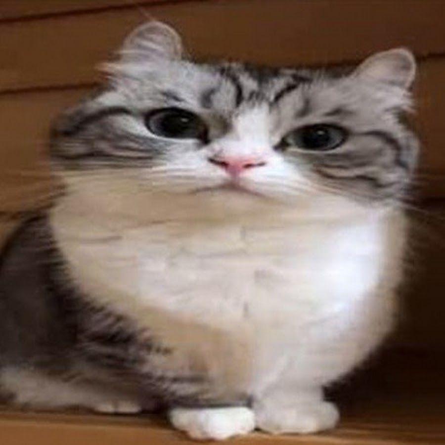 ChugunEpt avatar