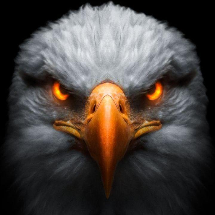 MadEagle avatar