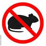 Rat Team 6