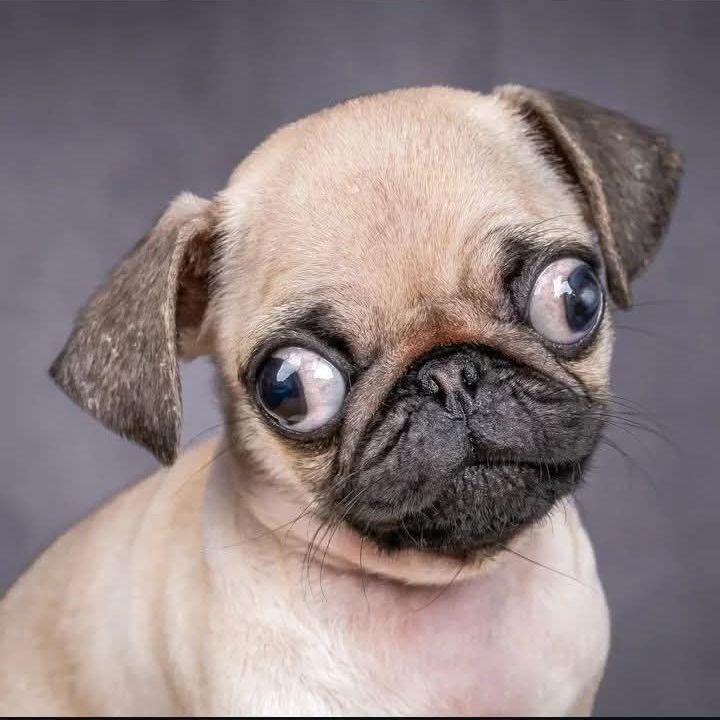 mops_fedr