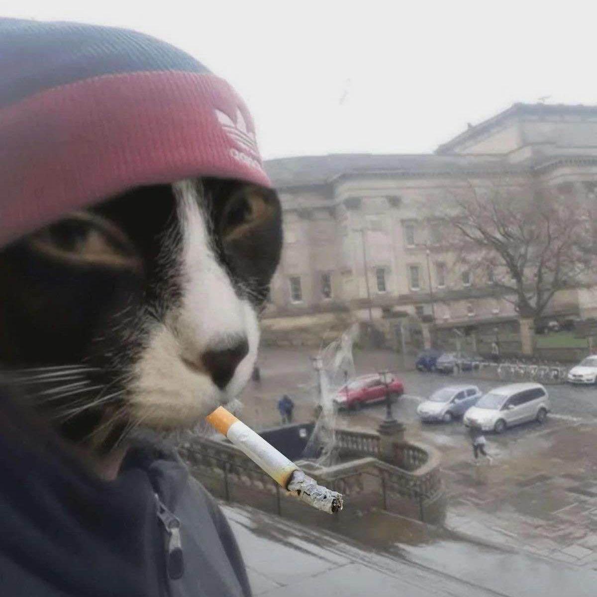 Its_Shweps avatar