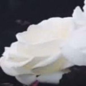 MistaCruz avatar