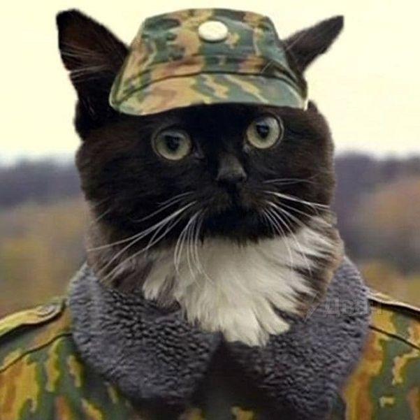 Чмоня котик