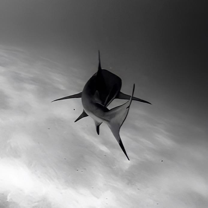 Other_521