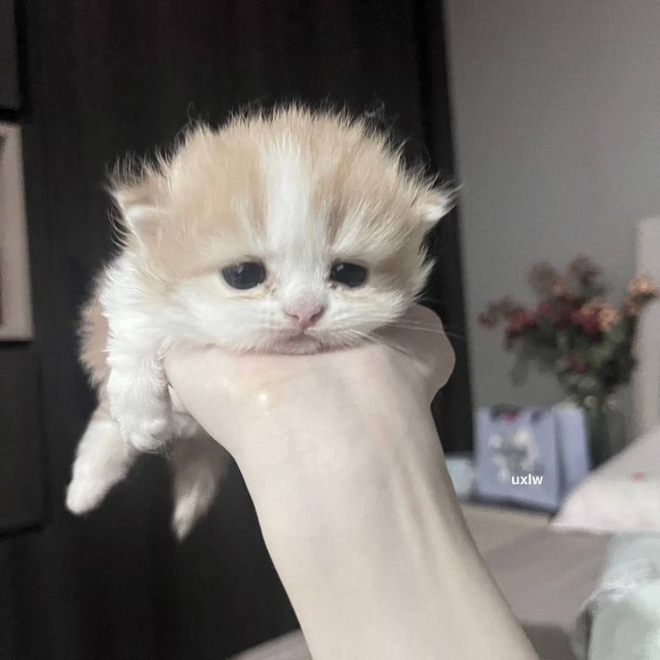 m33ow