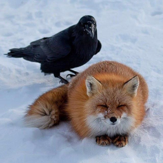 fop-pack