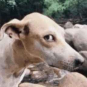 Dalassi