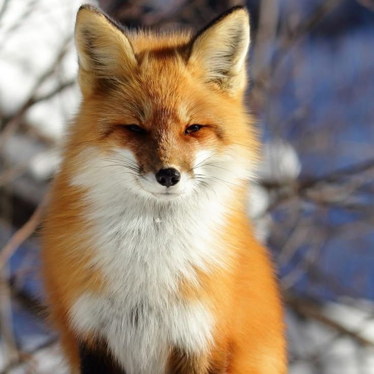 Foxx911