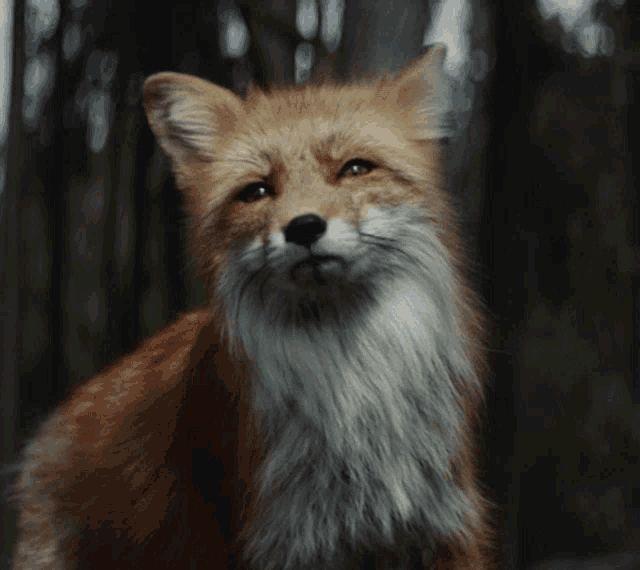 FoXxaNo