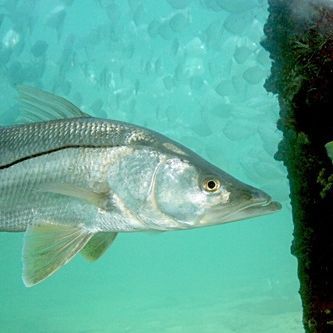 Robalo_Roh