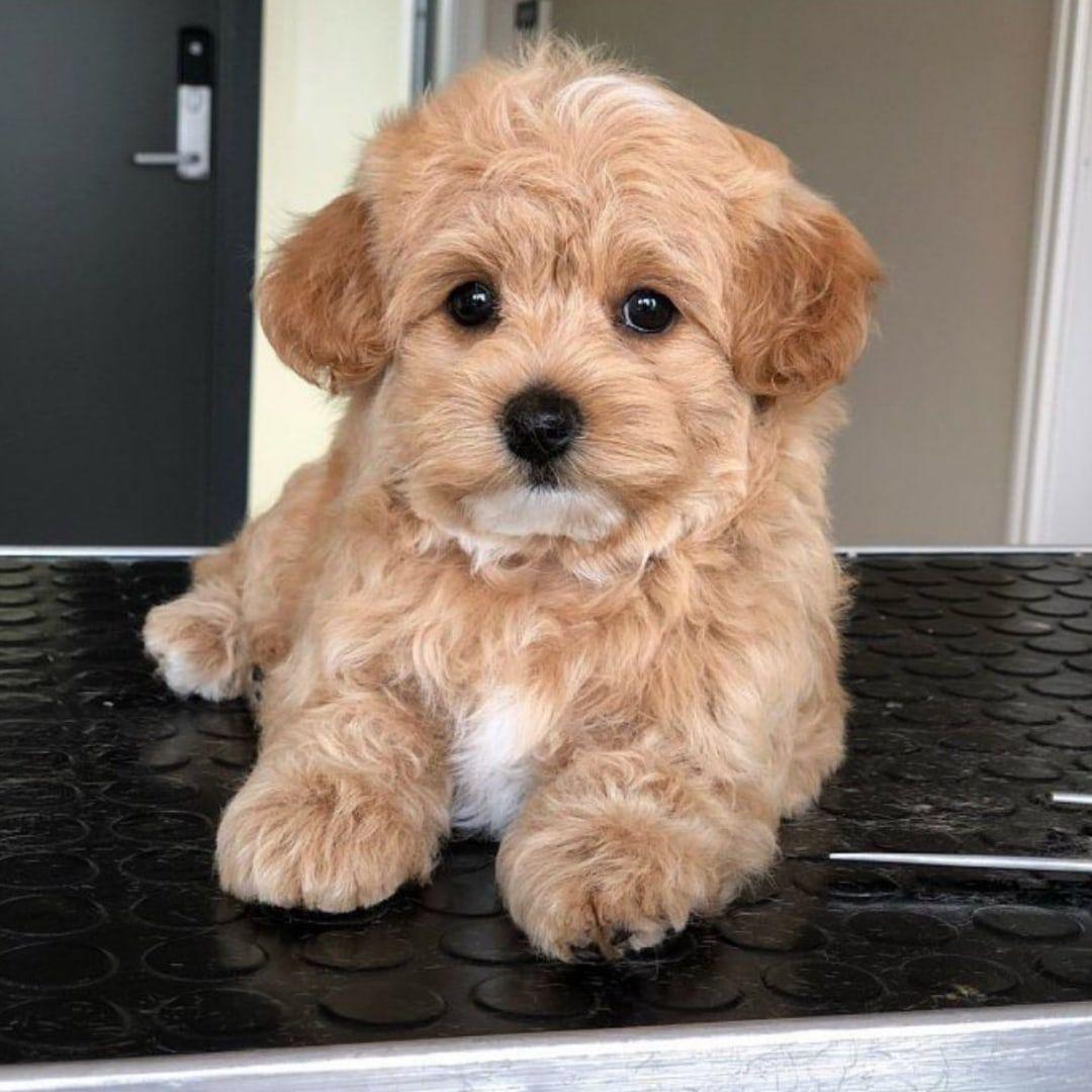 OxPup avatar