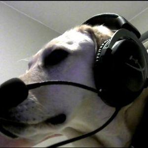 SyK0O avatar
