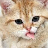 DrCatSult avatar