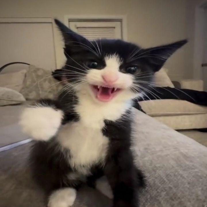 chiribaas avatar