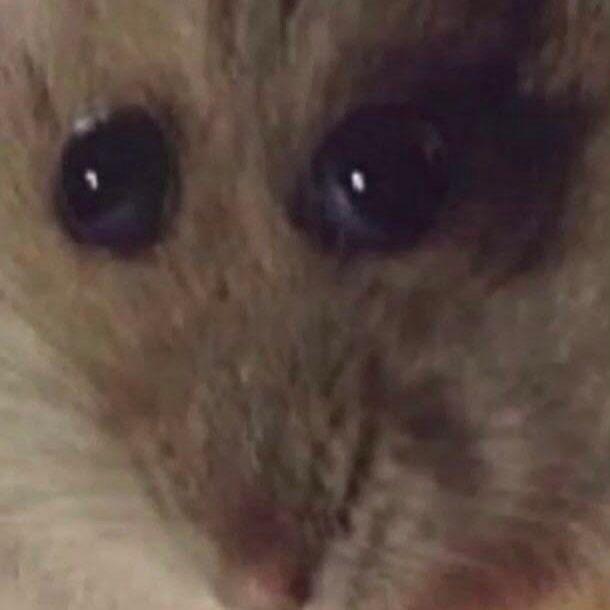 AceAyato avatar