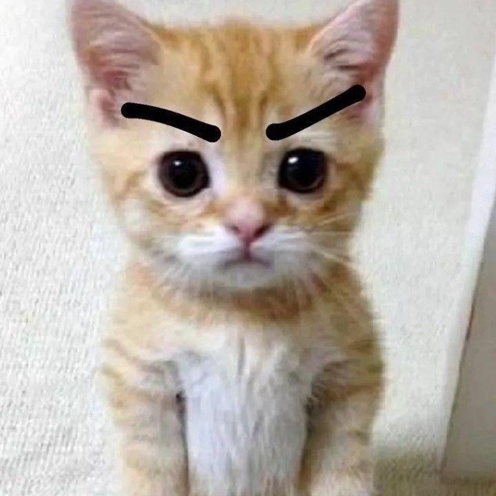 taliban2002 avatar