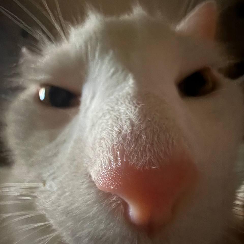 Qwrti avatar