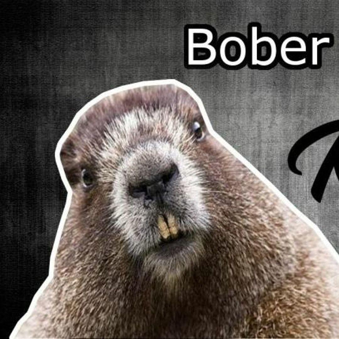 BobrrKyrva