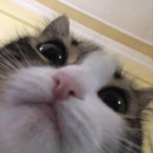 Senz0ka avatar