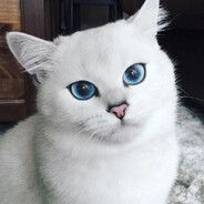 team_-xdxdxdxdx77