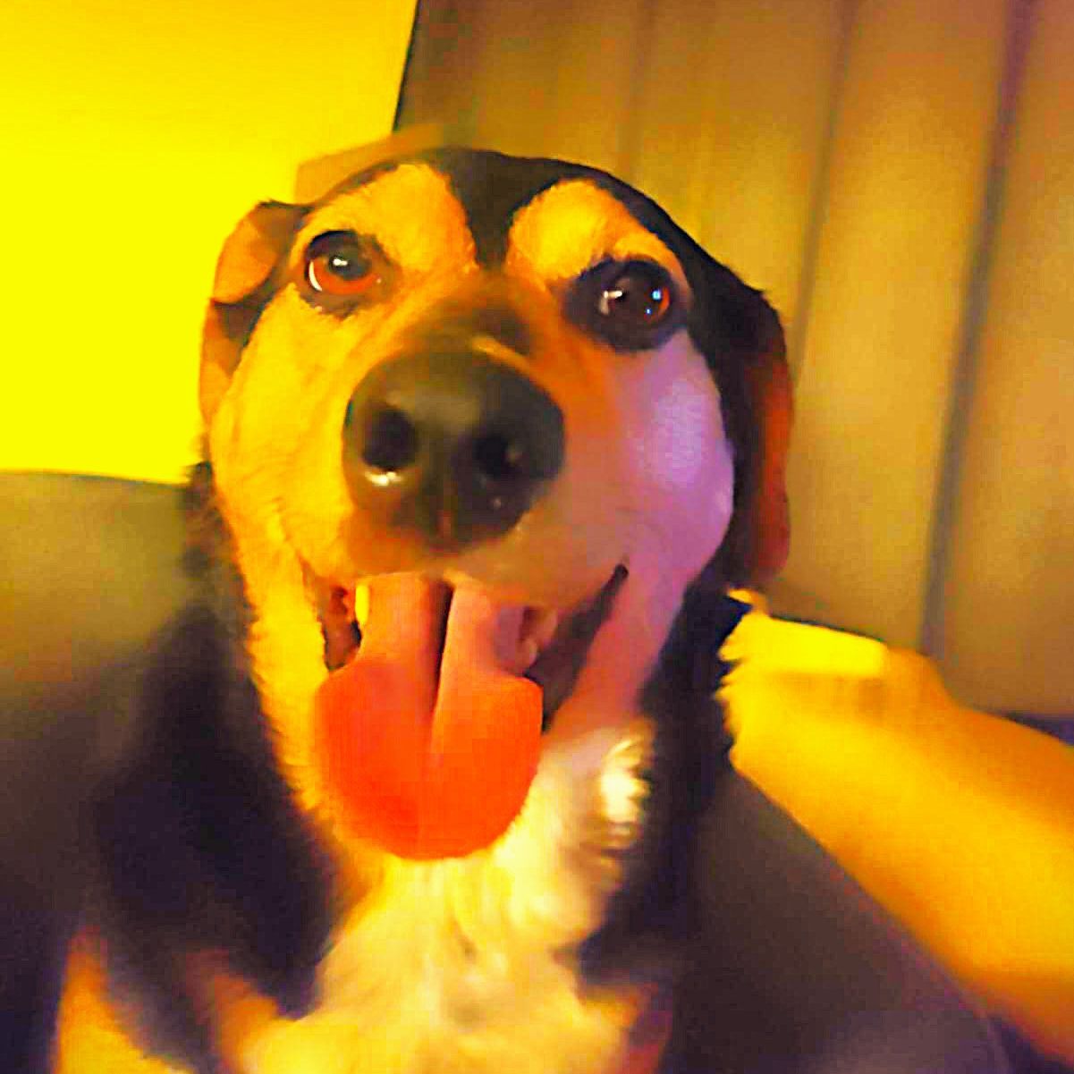 awwperBono