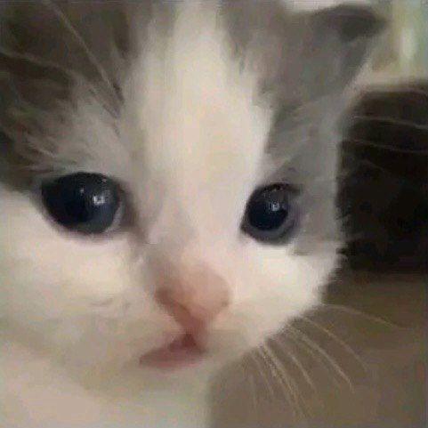 -thefoxs1k avatar